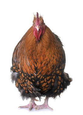 Altın orpington bağcıklı