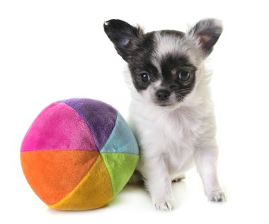 köpek chihuahua Studio