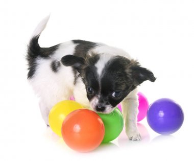 köpek chihuahua Studio