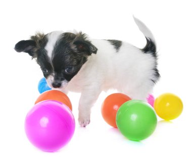 köpek chihuahua Studio