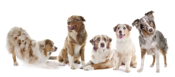 Group of australian shepherdw — Stock Photo, Image