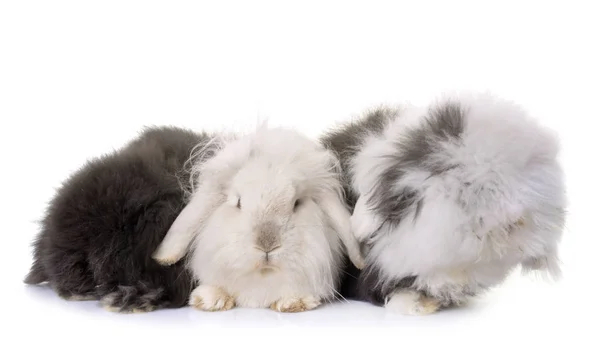 Droeve konijnen in studio — Stockfoto