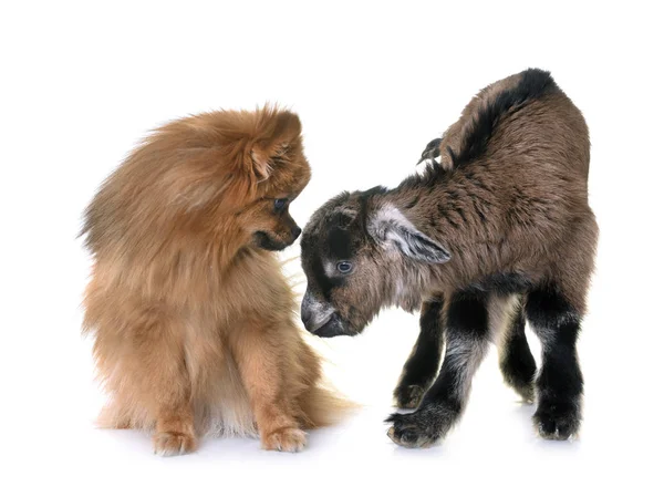 Niño y cachorro — Foto de Stock