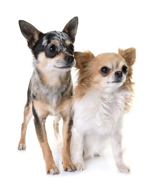 Chihuahuas im Atelier — Stockfoto