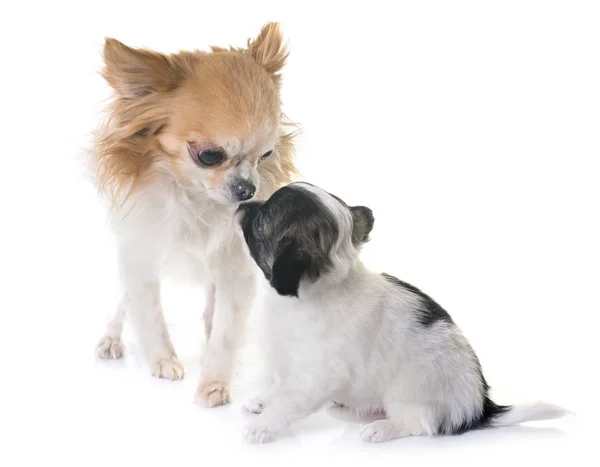 Puppy en adult chihuahua in studio — Stockfoto