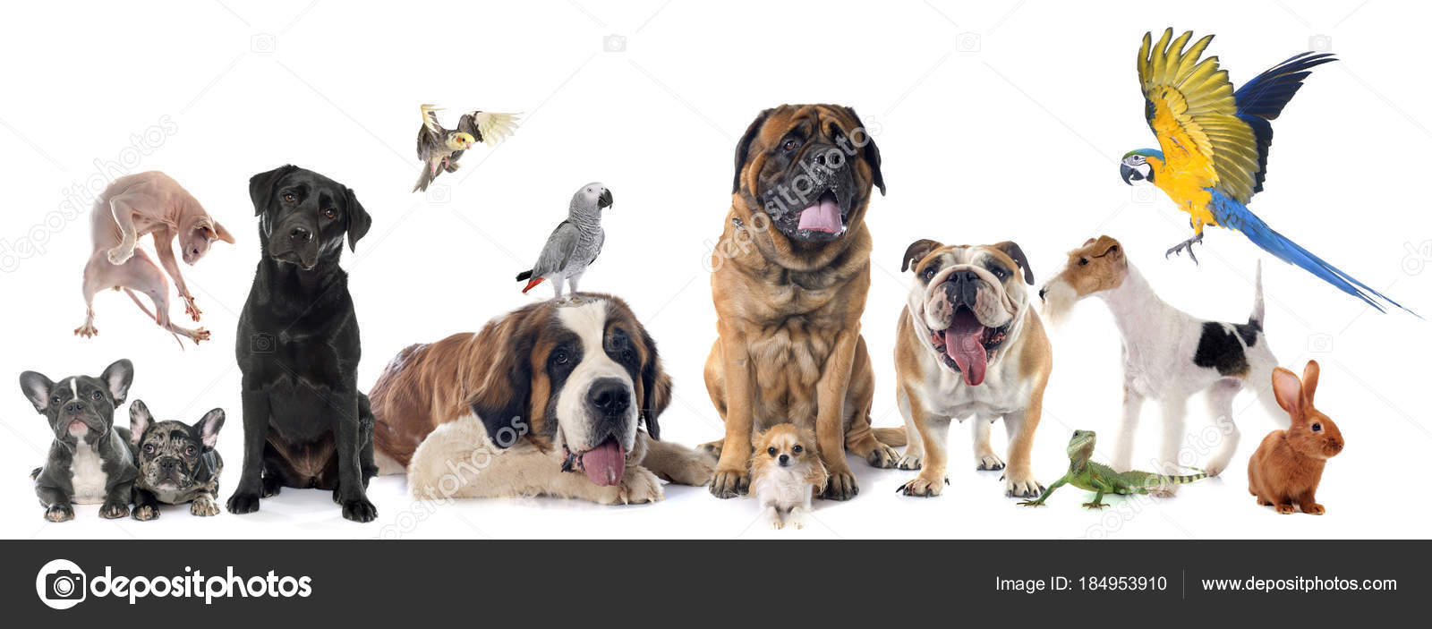 Group of pet accessories Stock Photo by ©cynoclub 88923930