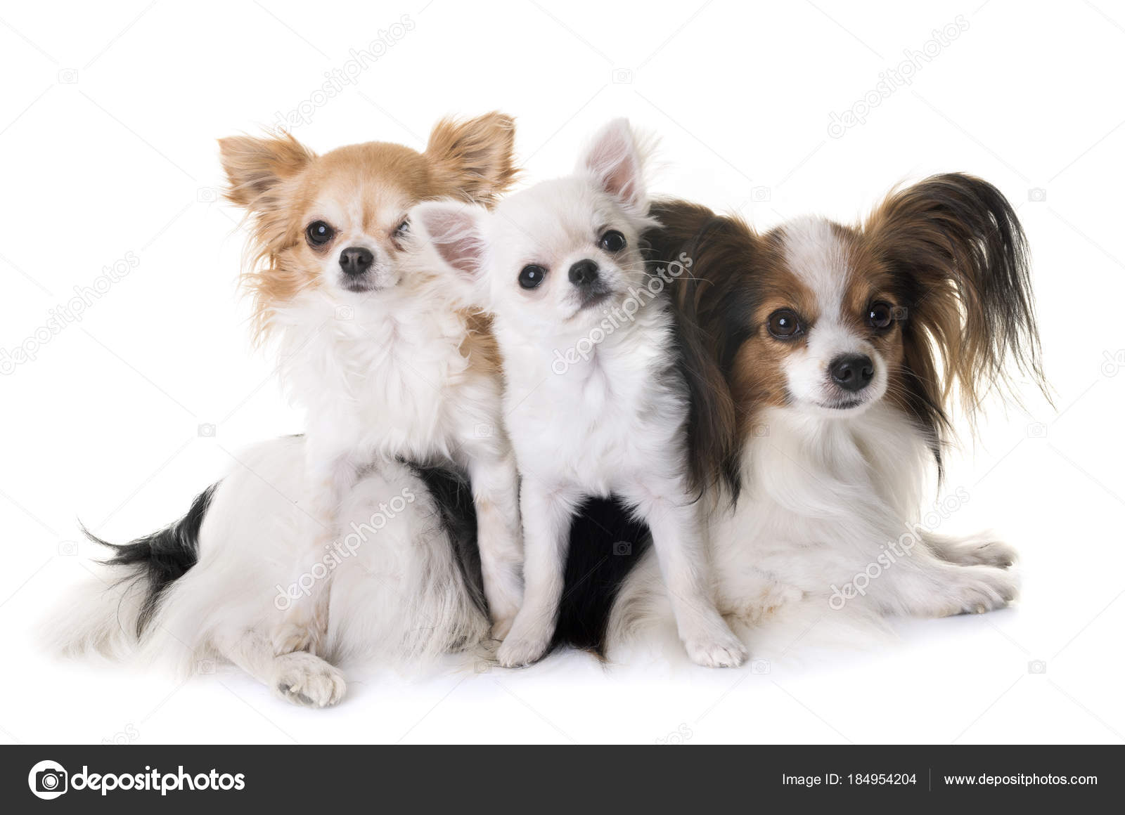 papillon dog chihuahua