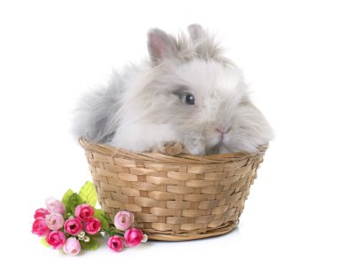 cüce tavşan Studio