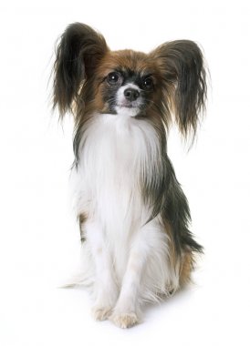Papillon köpek Studio