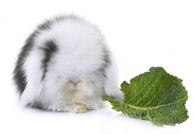 Studio Lop-Eared tavşan