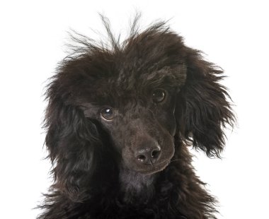 köpek yavrusu kahverengi fino köpeği