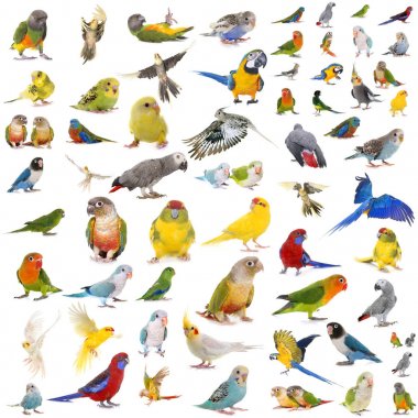 group of parrots  clipart