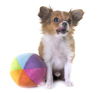 köpek chihuahua Studio