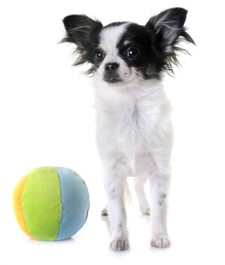 köpek chihuahua Studio