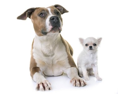 Amerikan staffordshire terrier ve köpek yavrusu