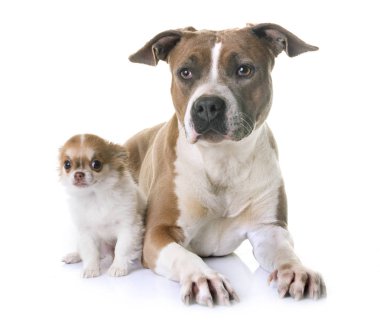 Amerikan staffordshire terrier ve köpek yavrusu
