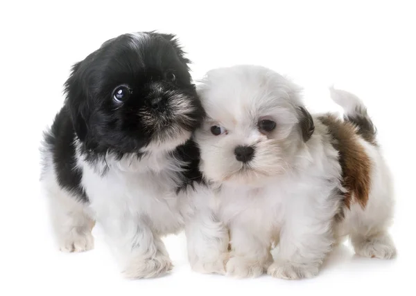 Cachorros shih tzu en estudio — Foto de Stock