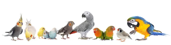 Group of birds — Stock Photo, Image