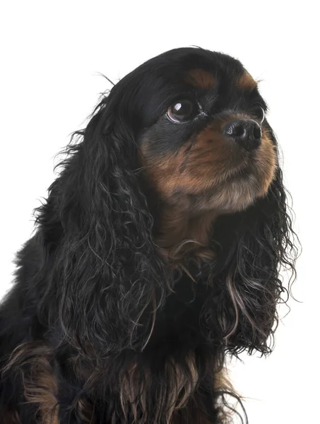 Cavalier king charles — Stock Photo, Image