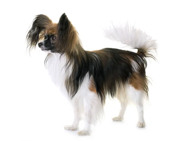 Papillon Hund im Atelier — Stockfoto