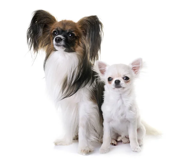 Papillon Hund und Chihuahua — Stockfoto