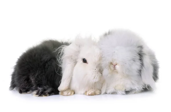 Lop-eared  rabbits in studio — Stock Photo, Image