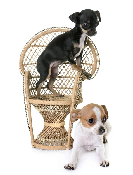 Chihuahuas em estúdio — Fotografia de Stock