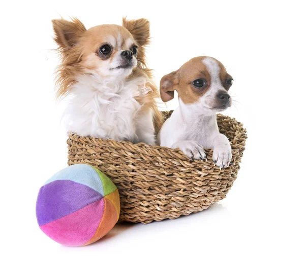 Chihuahuas in studio — Stock Photo, Image