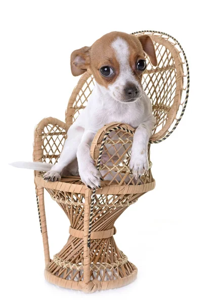 Puppy chihuahua in studio — Stock Photo, Image