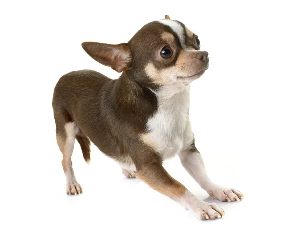 Chihuahua im Atelier — Stockfoto