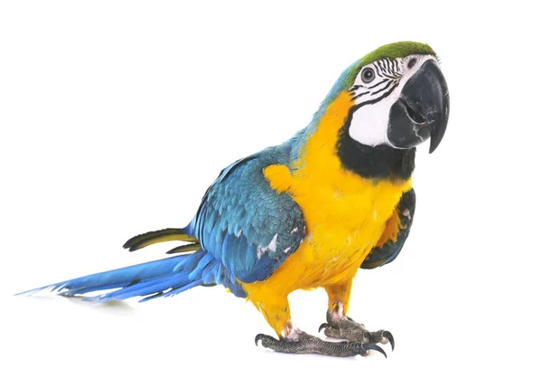 Сине-жёлтый ара в студии — стоковое фото