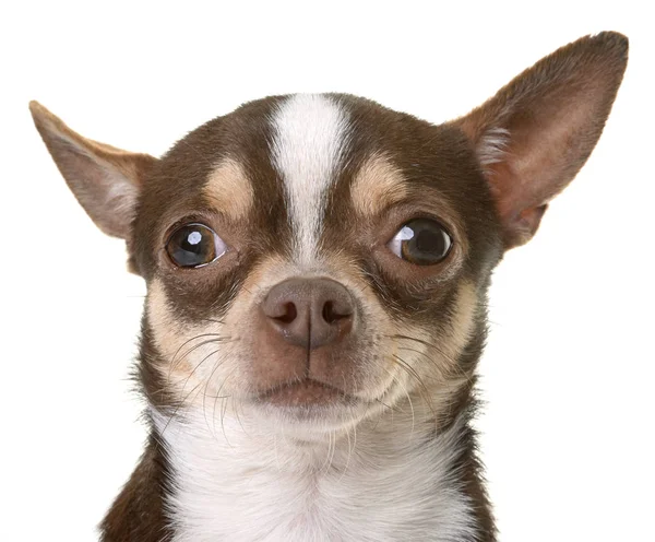 Chihuahua i studio — Stockfoto