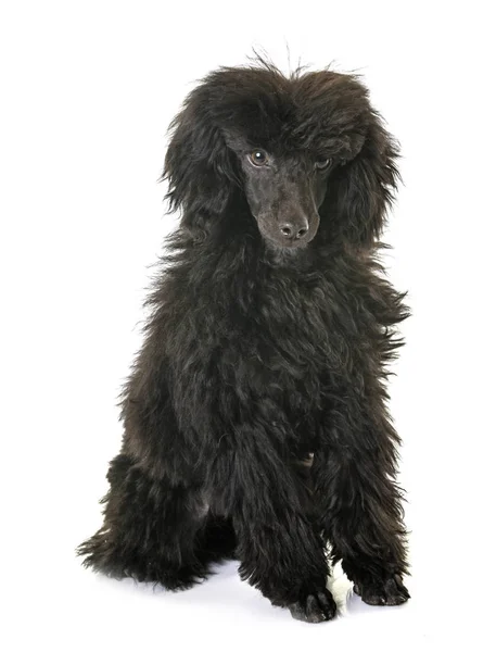 Cachorro poodle marrom — Fotografia de Stock