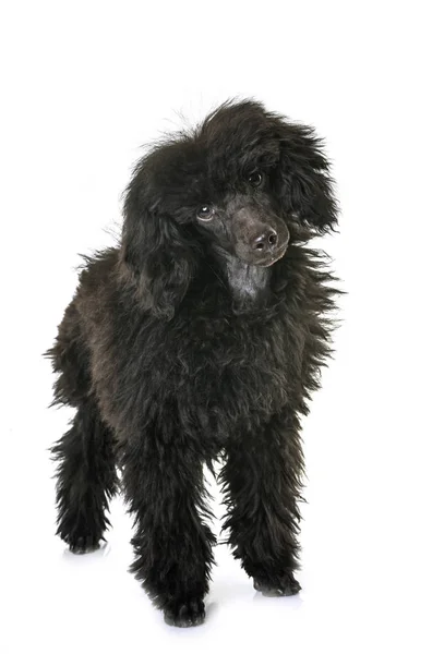 Cachorro poodle marrom — Fotografia de Stock