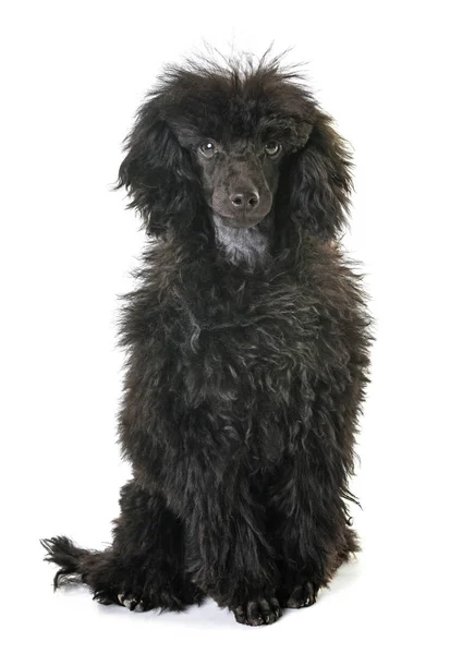 茶色の子犬プードル — ストック写真