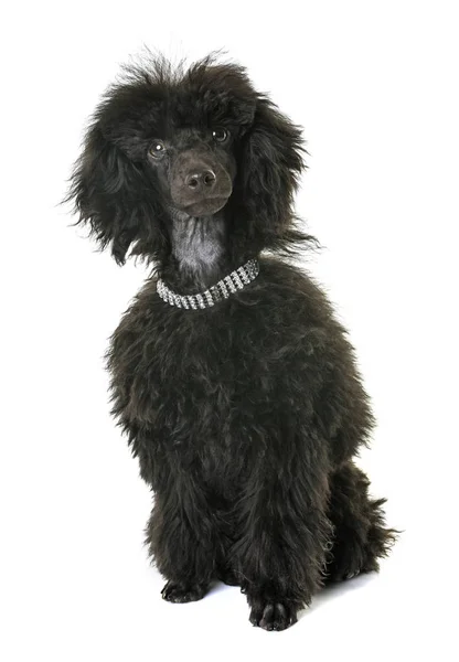 Cachorro poodle marrom — Fotografia de Stock