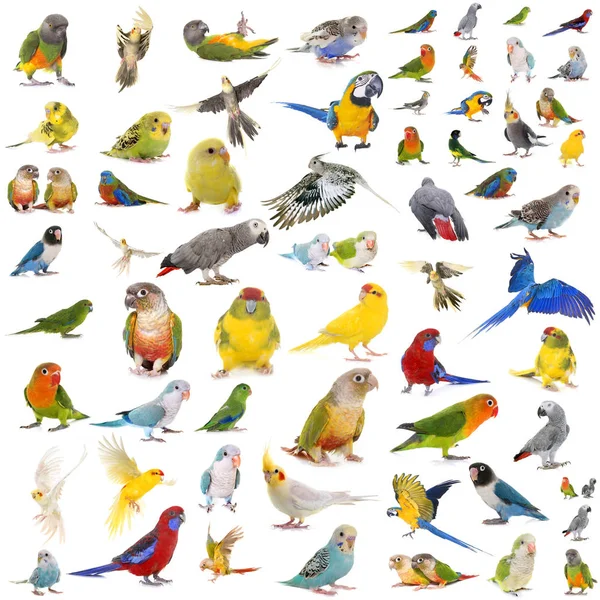 Gruppo di pappagalli — Foto Stock