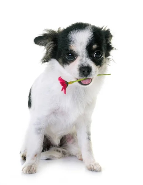 Welpe Chihuahua im Studio — Stockfoto