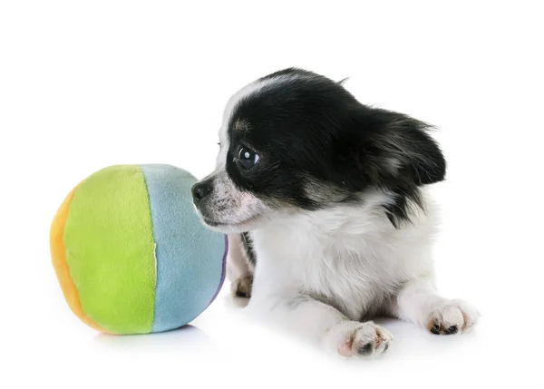 Chihuahua cachorro en estudio — Foto de Stock