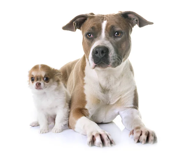 Amerikan staffordshire terrier ve köpek yavrusu — Stok fotoğraf