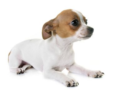 köpek chihuahua Studio