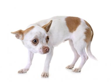 chihuahua Studio
