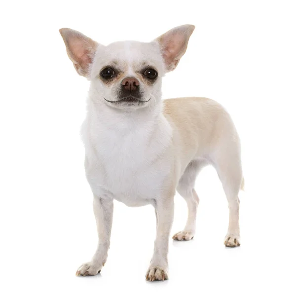 Chihuahua sorrindo no estúdio — Fotografia de Stock