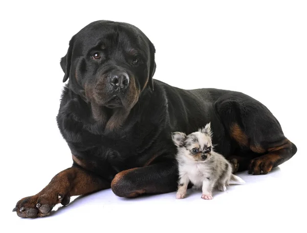Puppy chihuahua and rottweiler — Stock Photo, Image