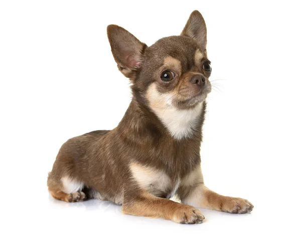 Chihuahua marrom no estúdio — Fotografia de Stock