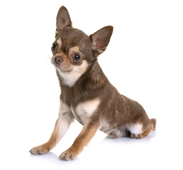 Chihuahua marrone in studio — Foto Stock