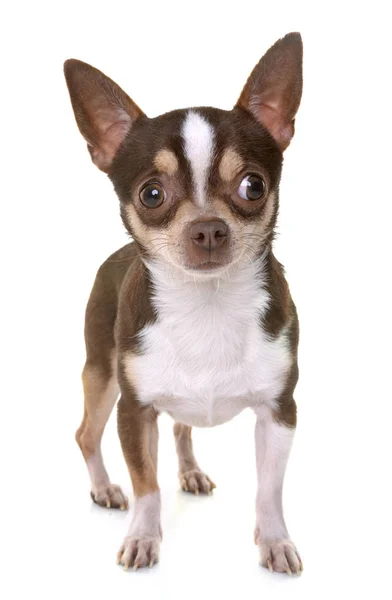 Chihuahua im Atelier — Stockfoto