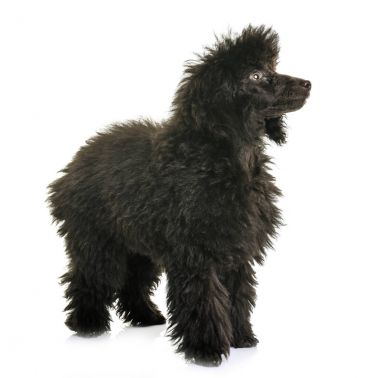 köpek yavrusu kahverengi fino köpeği