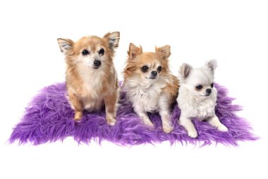 Chihuahuas Studio