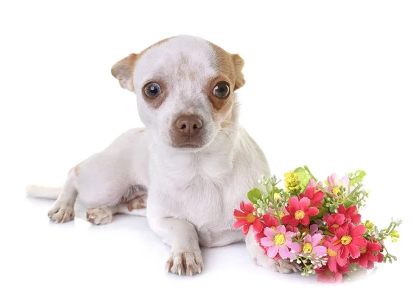 Chihuahua em estúdio — Fotografia de Stock